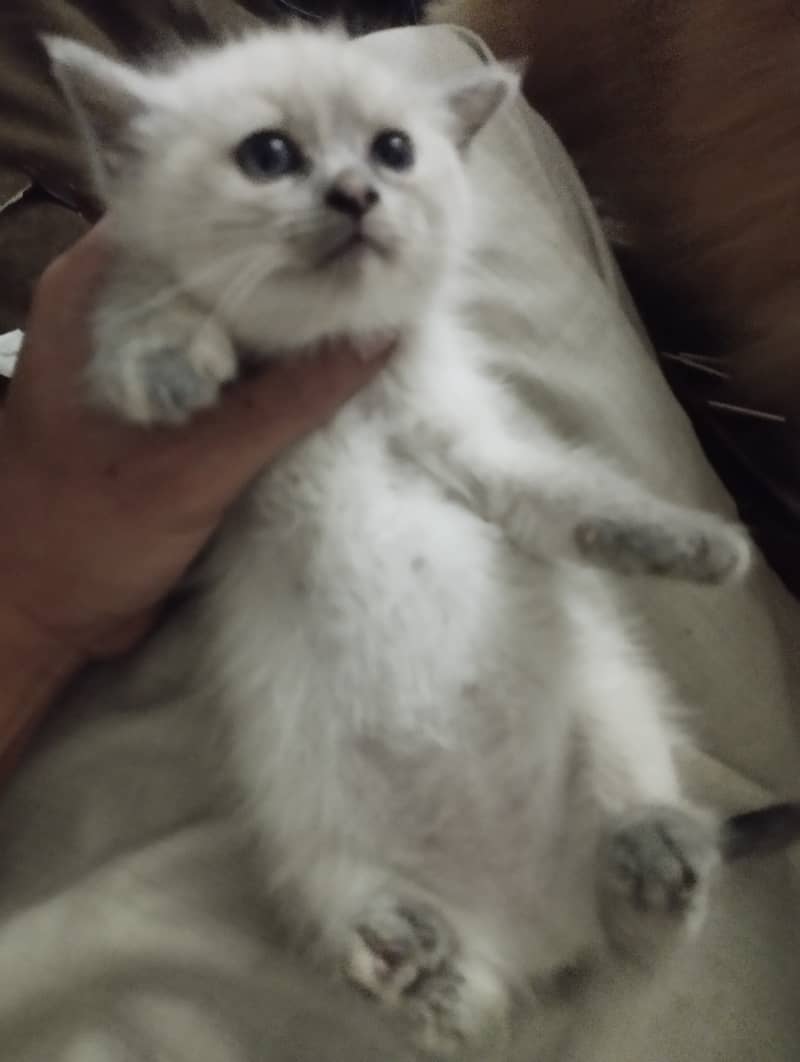 Persian cats for sale 2