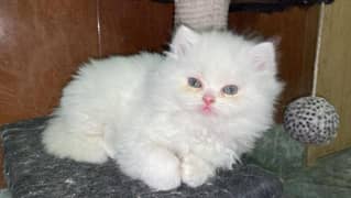 White Persian Kitten Male Cat