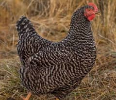 Plymouth barred rock hens male and female available for sale pricefix