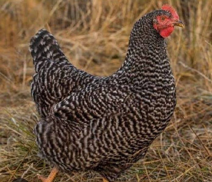 Plymouth barred rock hens male and female available for sale pricefix 0