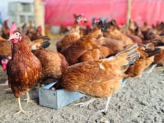 Hens / Fertile eggs / Breeders / Incubators /RIR / Austrolorp / Chicks
