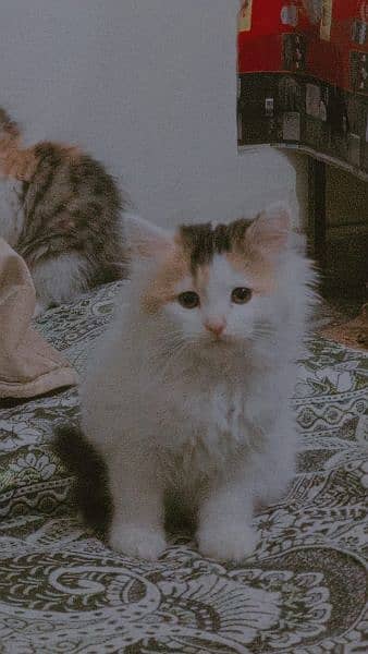 Persian Cross Cat 1