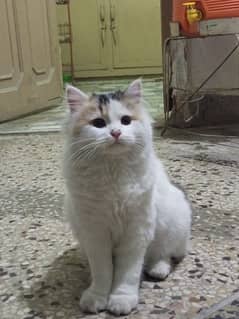 Persian Cross Cat