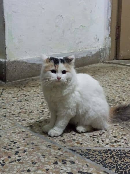 Persian Cross Cat 2