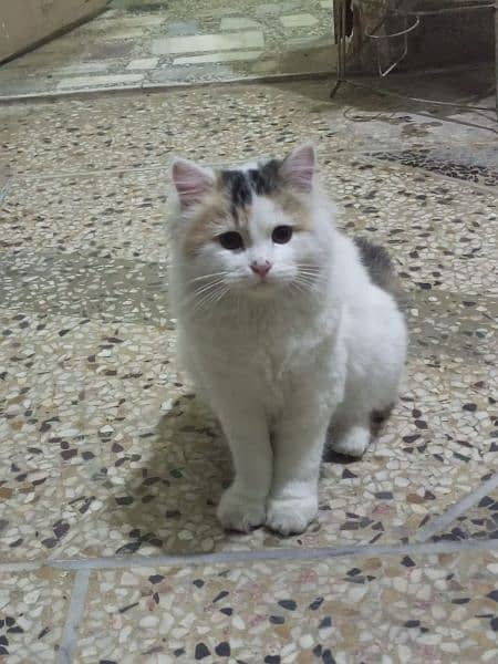 Persian Cross Cat 3