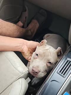 American PItbull Pup for sale