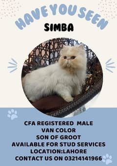 cfa registered male for stud service 0