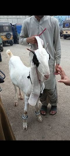 Gulabi Kamori Goat