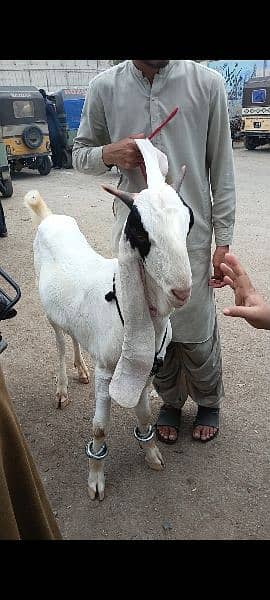 Gulabi Kamori Goat 0