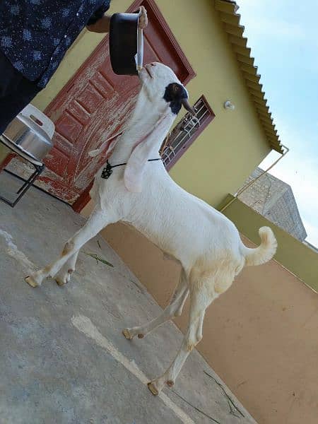 Gulabi Kamori Goat 3