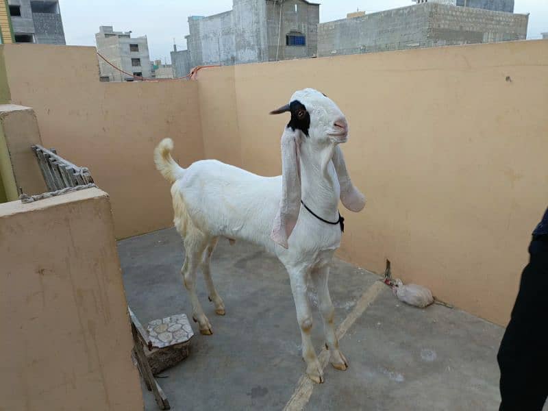 Gulabi Kamori Goat 4