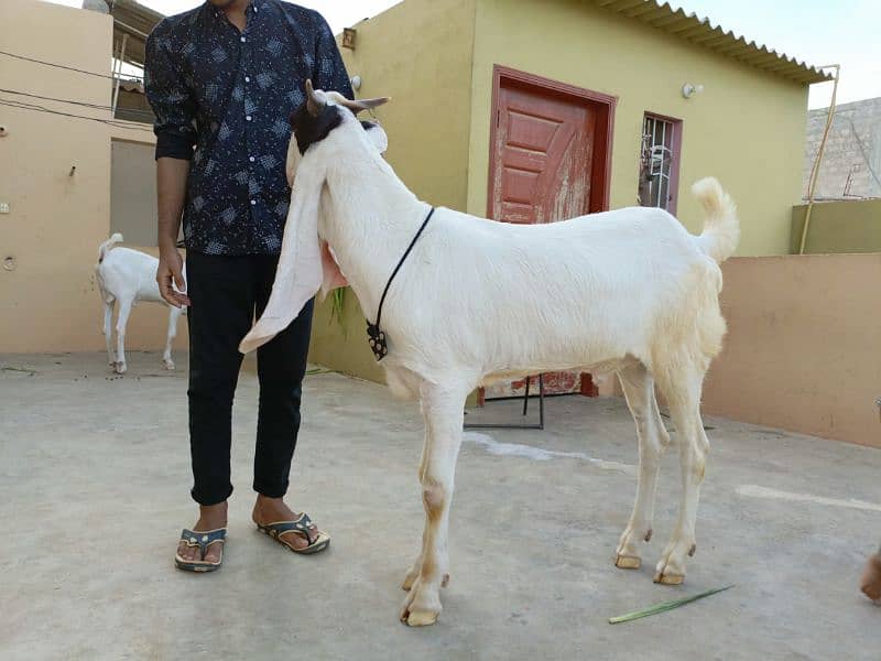 Gulabi Kamori Goat 7