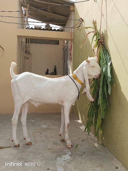 Gulabi Kamori Goat 18