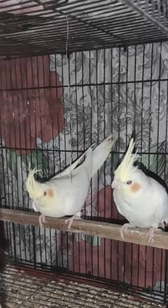 cocktail / cockatiel breeder pairs with eggs