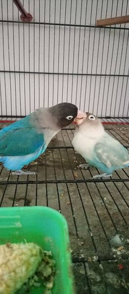 Blue Pasnata ( Love Bird ) 8