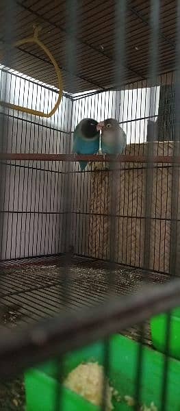 Blue Pasnata ( Love Bird ) 15