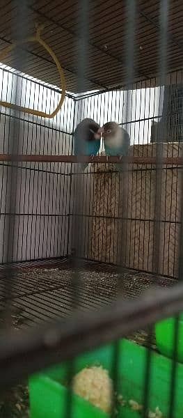 Blue Pasnata ( Love Bird ) 17