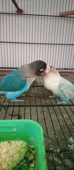 Blue Pasnata ( Love Bird )