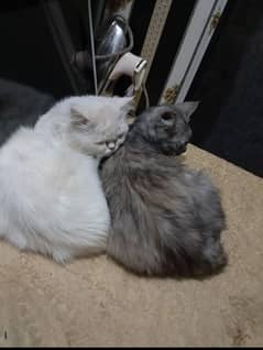 pair of Persian cat white male black female