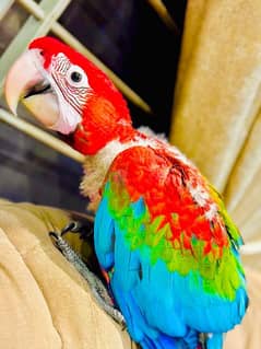 Greenwing macaw baby fully vaccinated