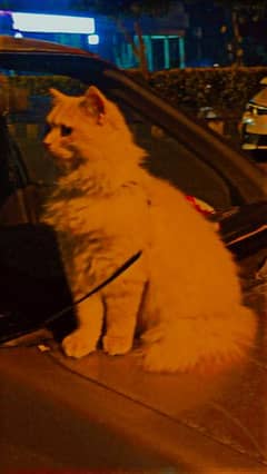 Persian cat Fawn color