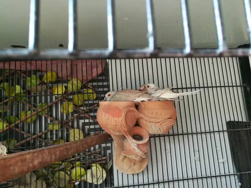 Dove breeder pairs red cinemon white tail birds etc 1