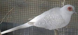 Dove breeder pairs red cinemon white tail birds etc 3