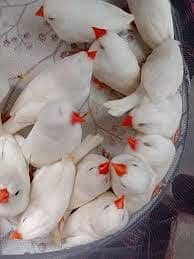 Dove breeder pairs red cinemon white tail birds etc 4