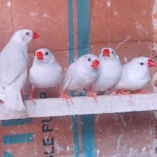 Dove breeder pairs red cinemon white tail birds etc 5