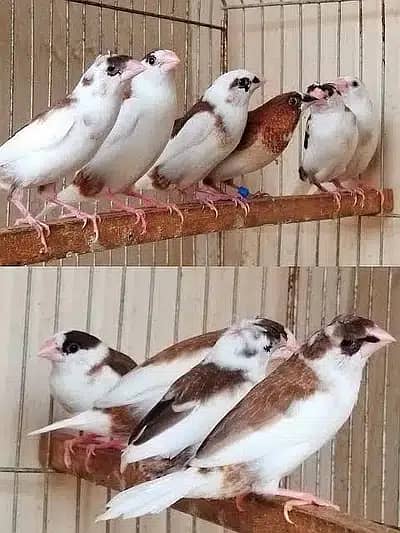 Dove breeder pairs red cinemon white tail birds etc 7
