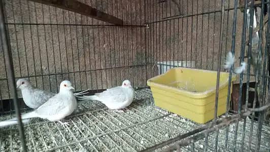 Dove breeder pairs red cinemon white tail birds etc 8