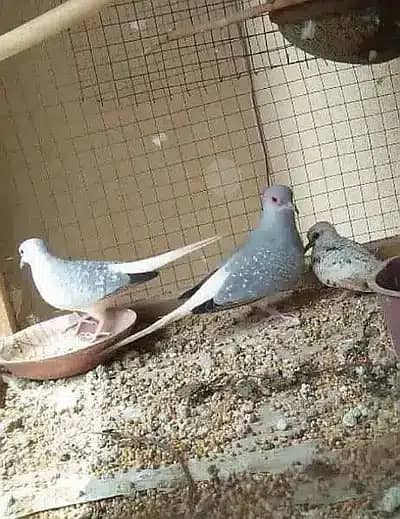 Dove breeder pairs red cinemon white tail birds etc 9