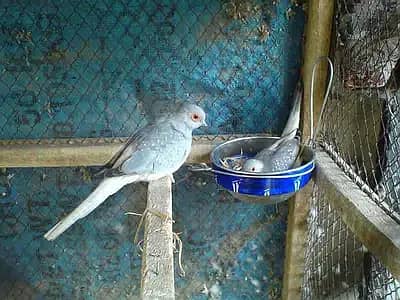 Dove breeder pairs red cinemon white tail birds etc 10