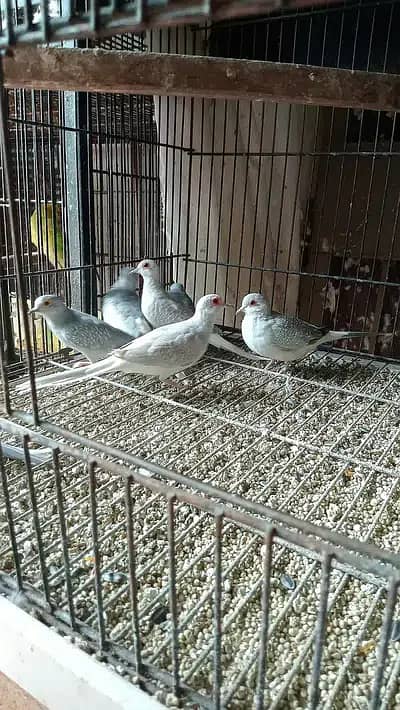 Dove breeder pairs red cinemon white tail birds etc 11