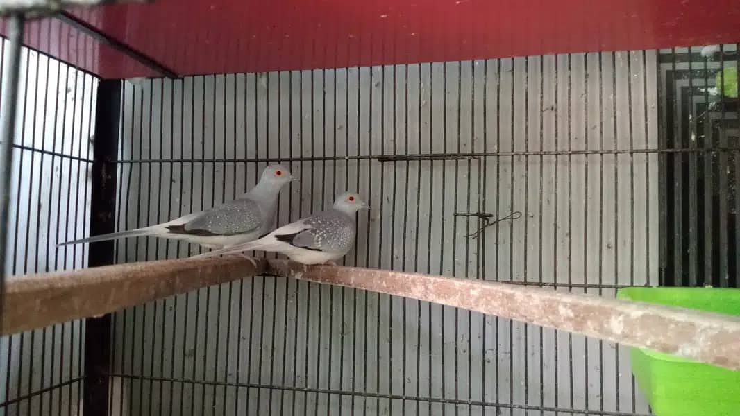 Dove breeder pairs red cinemon white tail birds etc 13