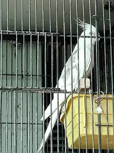 Dove breeder pairs red cinemon white tail birds etc 17