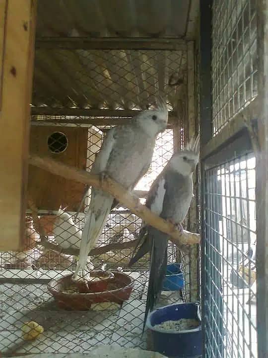 Dove breeder pairs red cinemon white tail birds etc 19