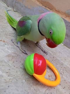 Raw Alexander Parrot male