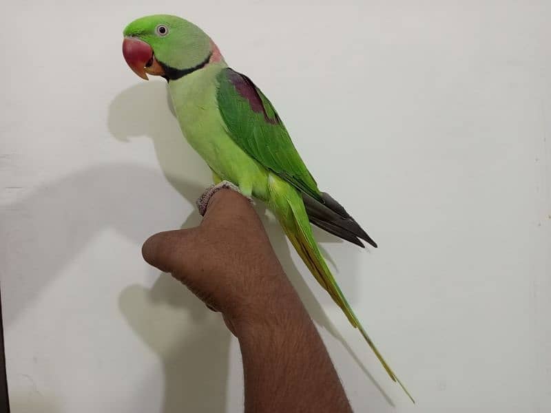 Raw Alexander Parrot male 2
