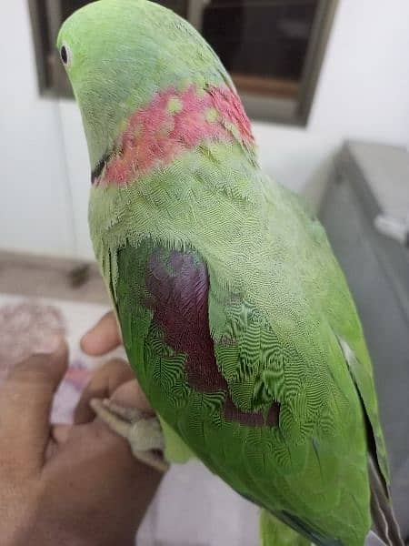 Raw Alexander Parrot male 4
