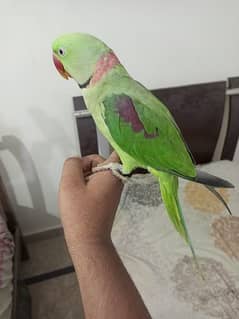 Raw Alexander Parrot male