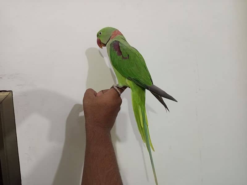 Raw Alexander Parrot male 6