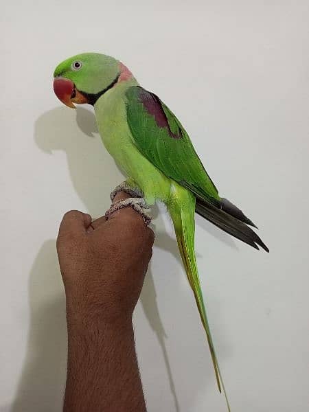 Raw Alexander Parrot male 8