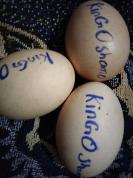 King O Shamo egg and chicks and other aseel Breeder 13