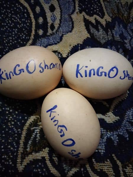 King O Shamo egg and chicks and other aseel Breeder 14