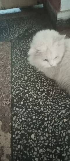 white persian cat .