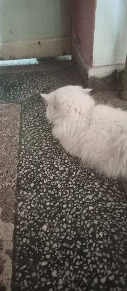 white persian cat . male 4