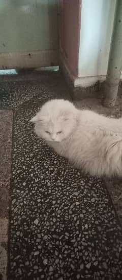 white persian cat . male