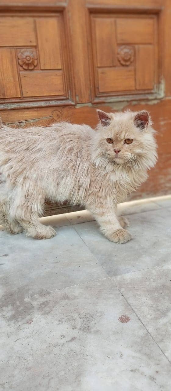 Persian cats / kittens for sale 10