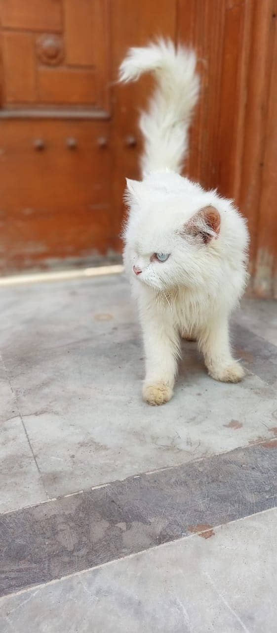 Persian cats / kittens for sale 11